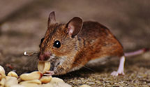 24 Hour & Emergency Exterminators in Gloria Glens, OH